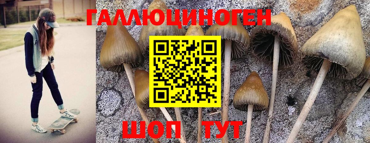 Псилоцибиновые грибы Psilocybe Псков